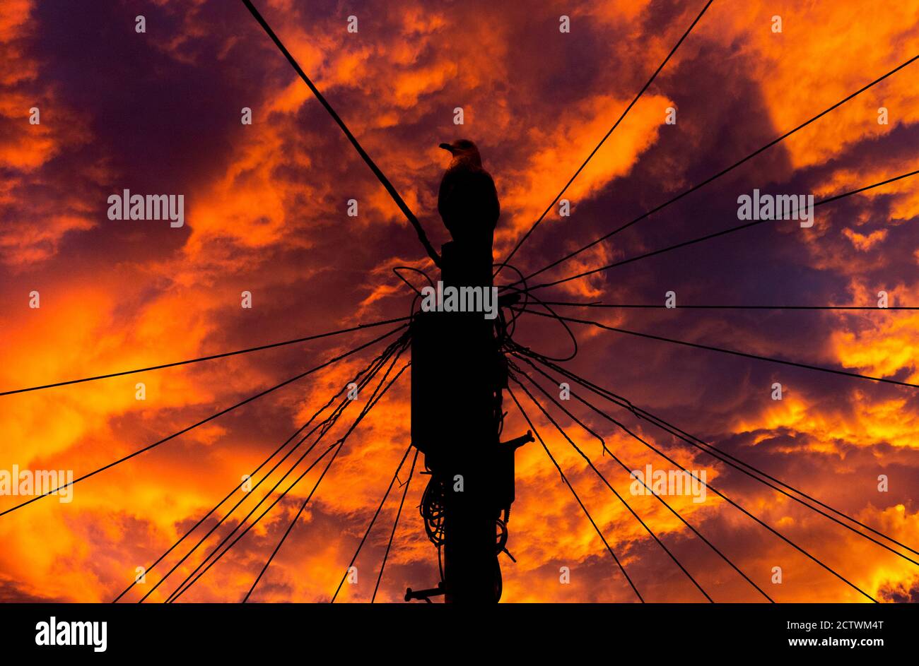 Möwe auf Telegrafenmast bei Sonnenuntergang.Vogel auf einem Draht. Stockfoto