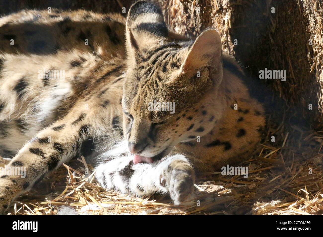 Serval Katze liegend und Reinigung Fell Stockfoto