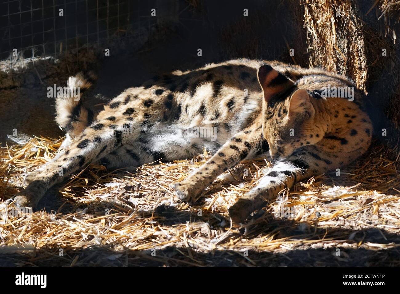 Serval Katze liegend und Reinigung Fell Stockfoto