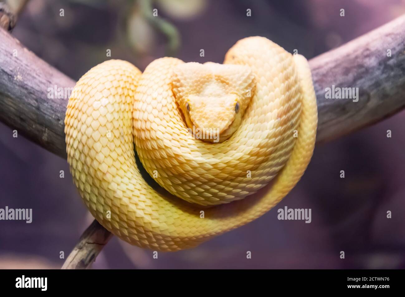 Weiße Schlange sitzt in Ringen gefaltet auf einem Baumzweig Stockfoto