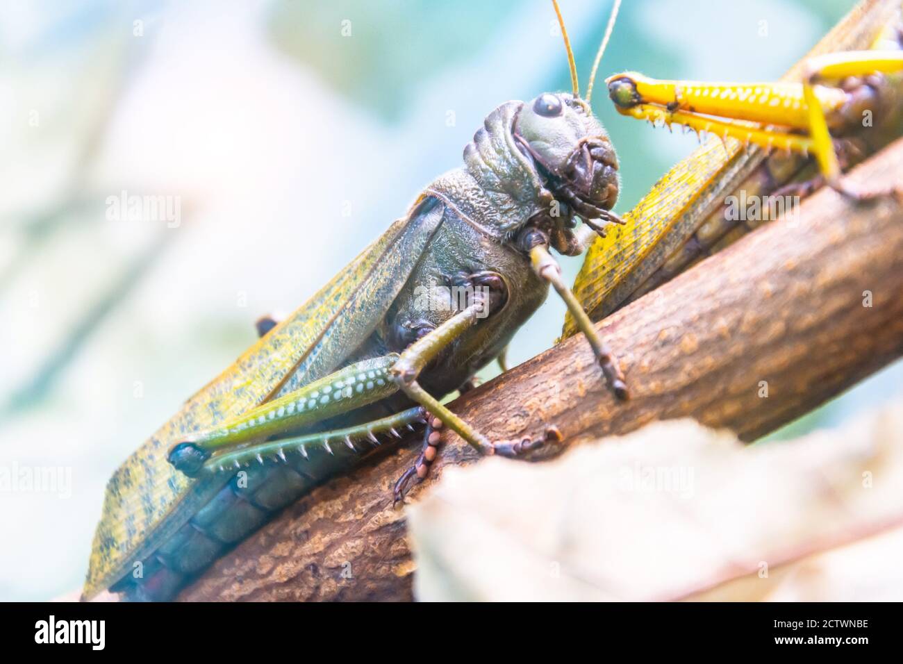 Grüne Riesenschrecke sitzt auf Blättern von landwirtschaftlichen Pflanzen, Pflanzenschädling Stockfoto