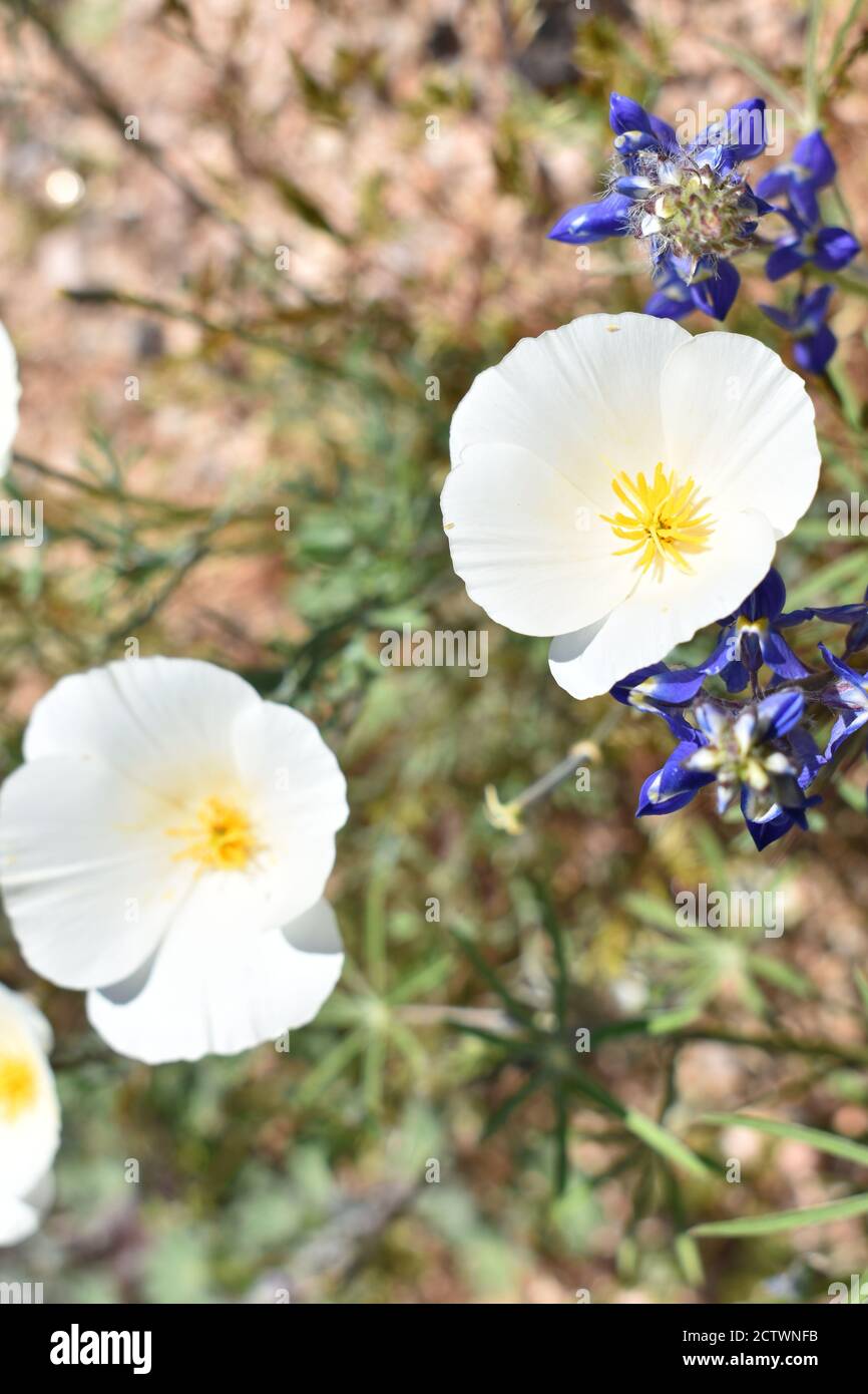Vertikale Aufnahme von schönen weißen Mohnblumen Stockfoto