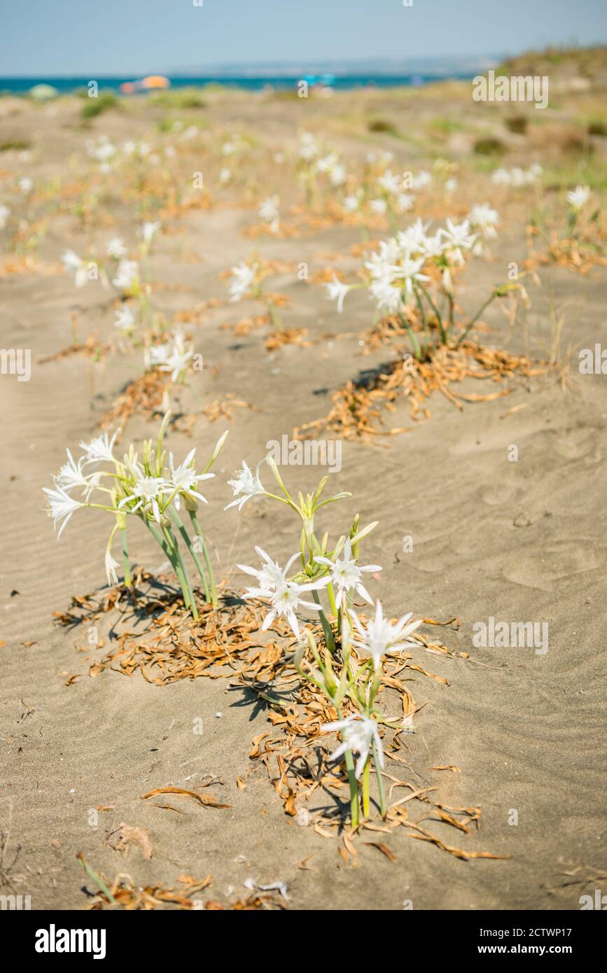 Mediterraner Sandstrand mit Dünenlilie Pflanzen in voller Blüte. Stockfoto