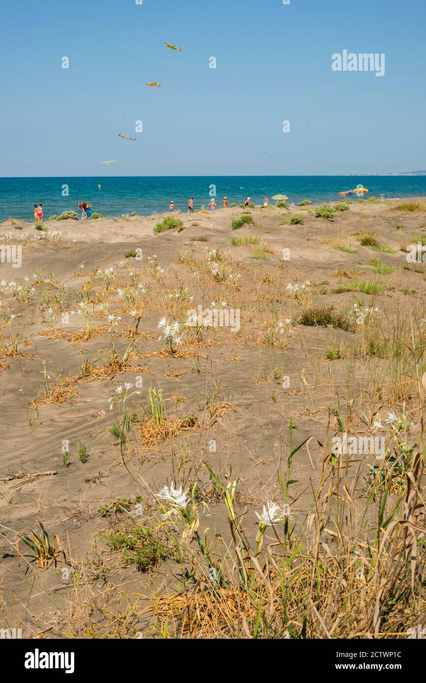 Mediterraner Sandstrand mit Dünenlilie Pflanzen in voller Blüte. Stockfoto