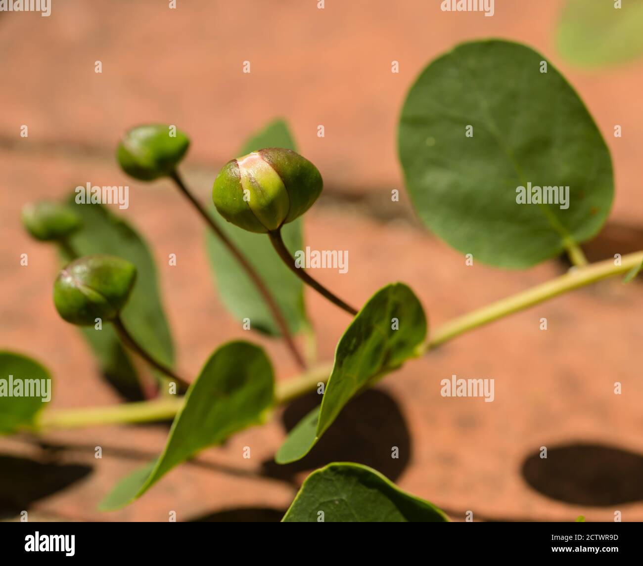 Frische Knospen der Kaperpflanze, Capparis spinosa, Busch, Flinders Rose. Stockfoto