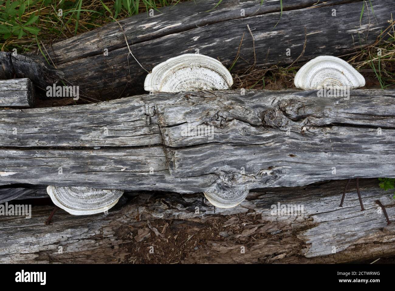 White Tree Bracket Pilzen oder Shelf Pilzen, Trametes suaveolens, ein Polypore Pilz wächst auf Rotten Wood Stockfoto