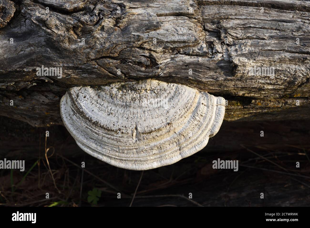 White Tree Bracket Pilzen oder Shelf Pilzen, Trametes suaveolens, ein Polypore Pilz wächst auf Rotten Wood Stockfoto