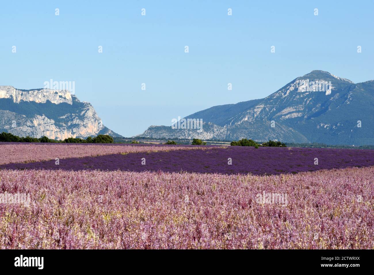 Lila oder lila Landschaft von Clary Sage Felder, Salvia Sclarea, & Lavendel auf der Valensole Plateau und Hügeln der Niederfranzösischen Alpen Provence Frankreich Stockfoto