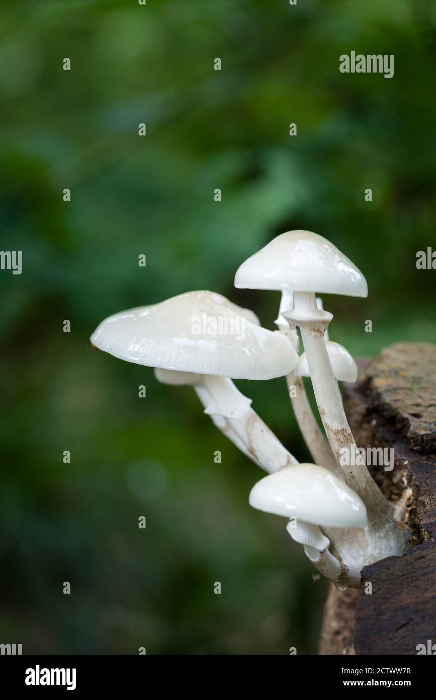 Porzellanpilz (Mucidula mucida) wächst auf einer gefallenen Buche im Frühherbst in Priors Wood, North Somerset, England. Stockfoto