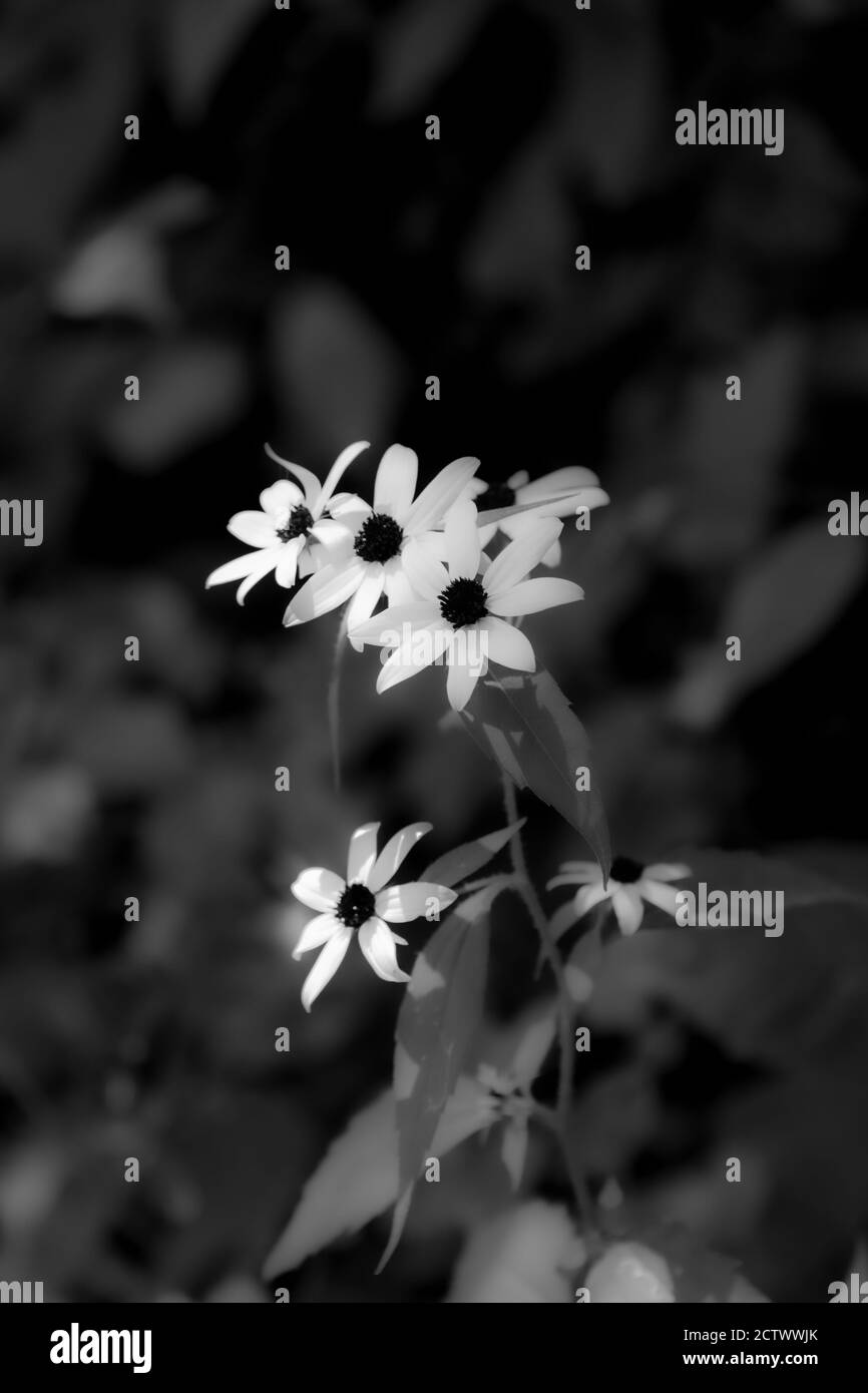 Absichtlich weich fokussiertes Schwarz-Weiß-Bild von schwarzen Augen susan Blumen für den Einsatz als Hintergrund. Stockfoto