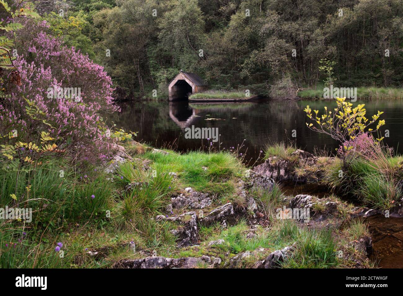 Lila Heidekraut wächst in der Nähe des alten Bootshauses am Ufer einer ruhigen Loch Chon im Trossachs National Park, Schottland Stockfoto