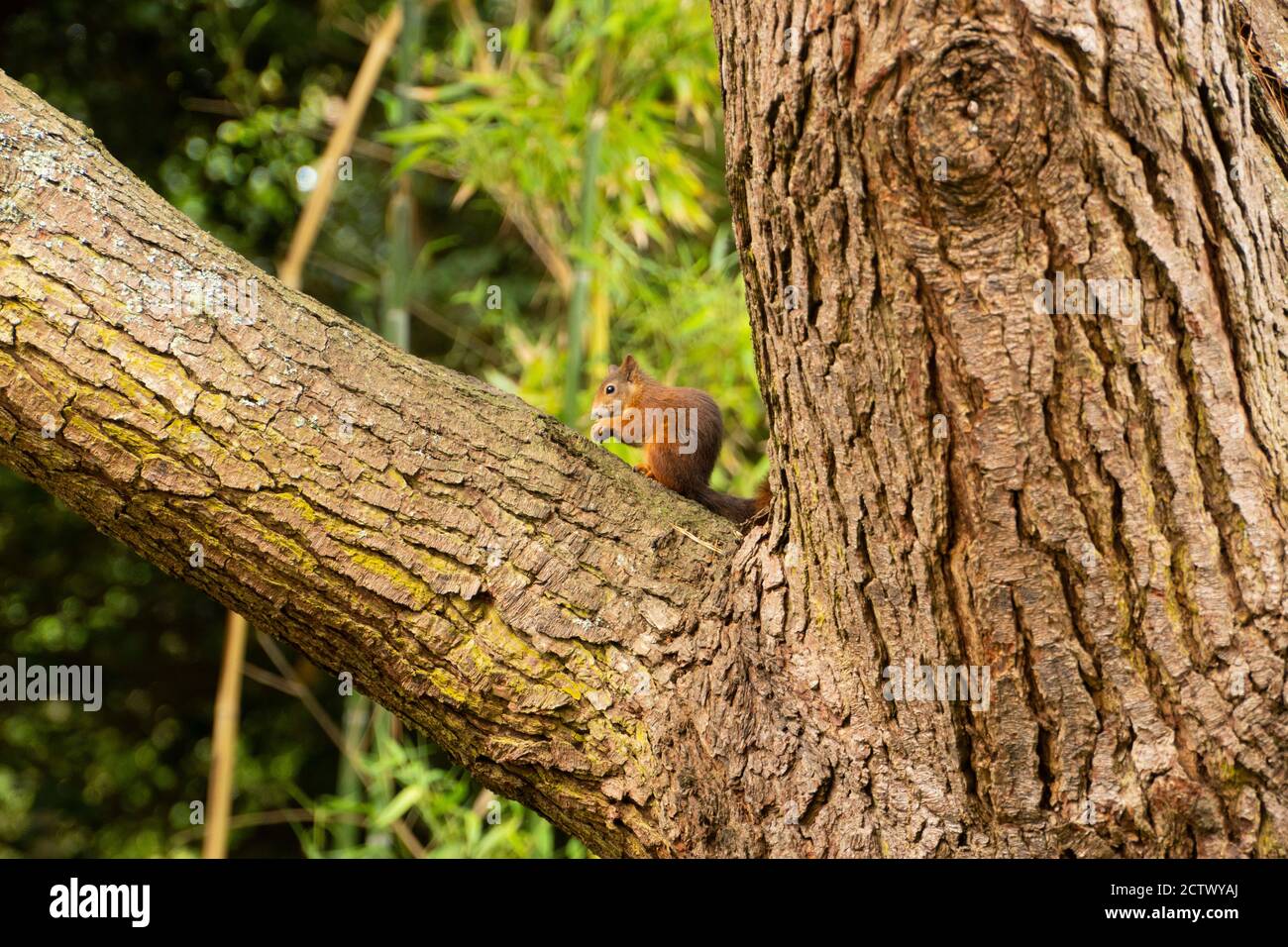 Rote Eichhörnchen in Tresco Abbey, Isles of Scilly. Stockfoto