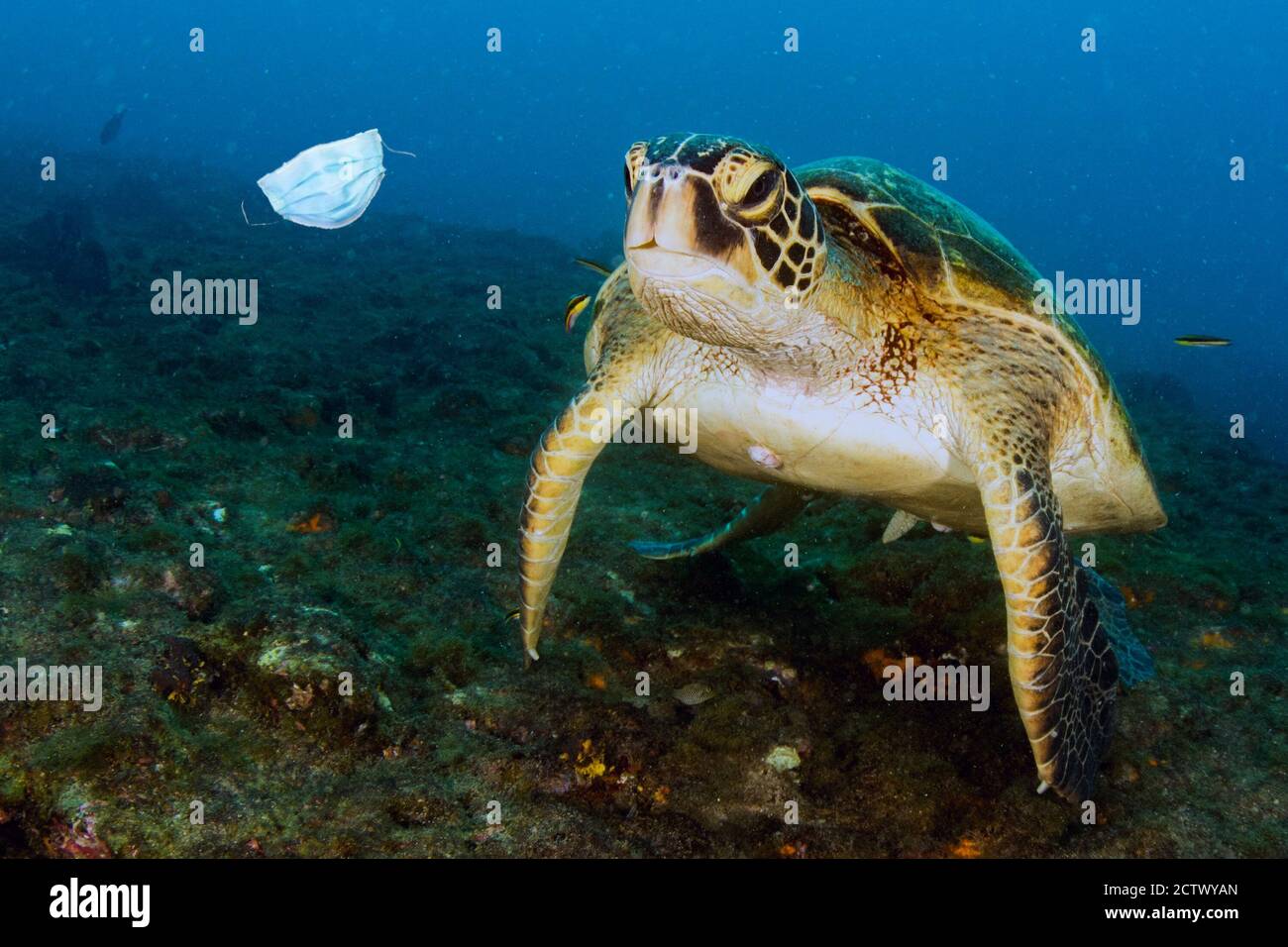 Grüne Schildkröte unter Wasser beim Essen eine covid Maske aufgegeben Blaues Meer in der Nähe des Strandes Stockfoto