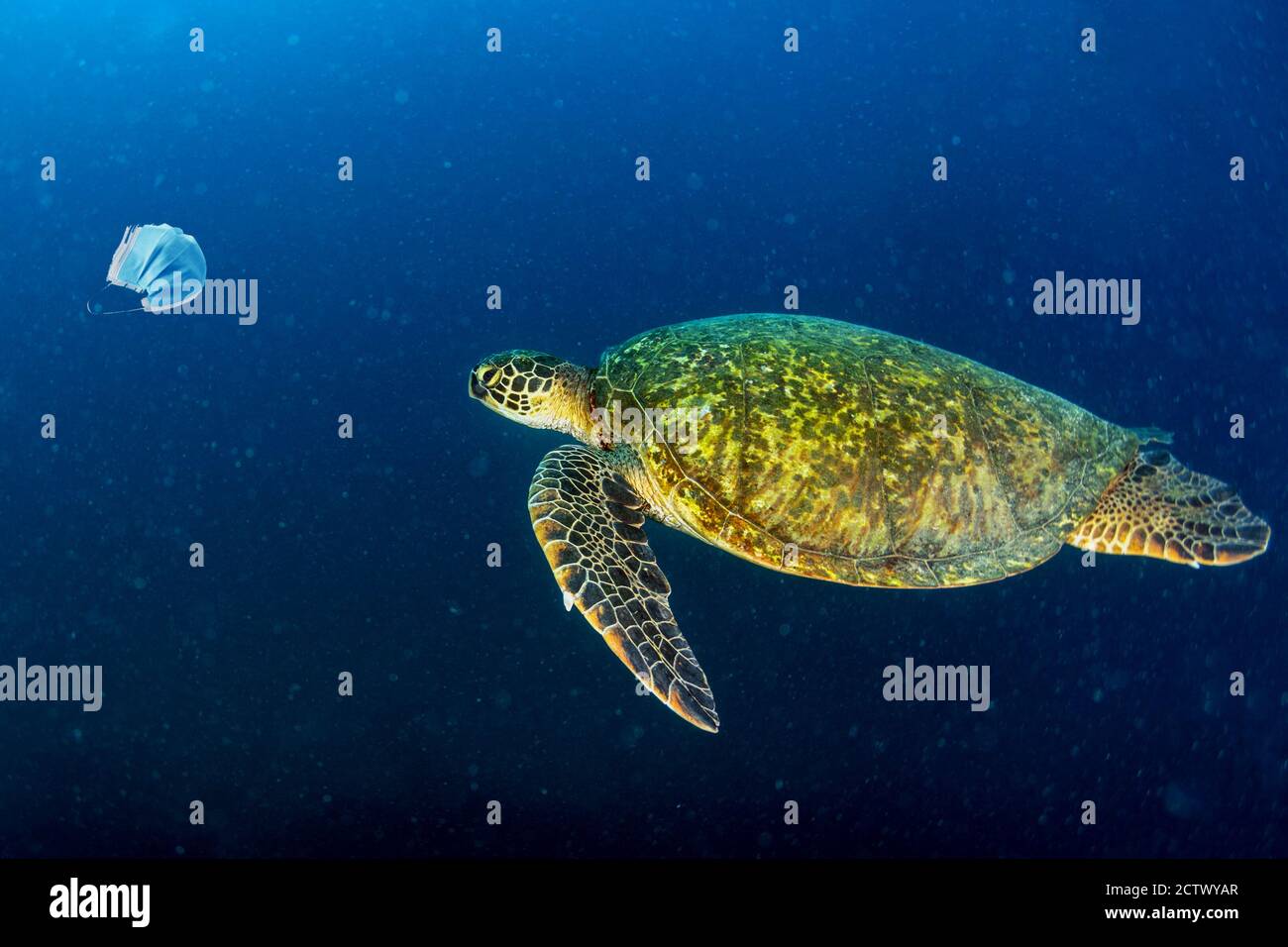 Grüne Schildkröte unter Wasser beim Essen eine covid Maske aufgegeben Blaues Meer in der Nähe des Strandes Stockfoto
