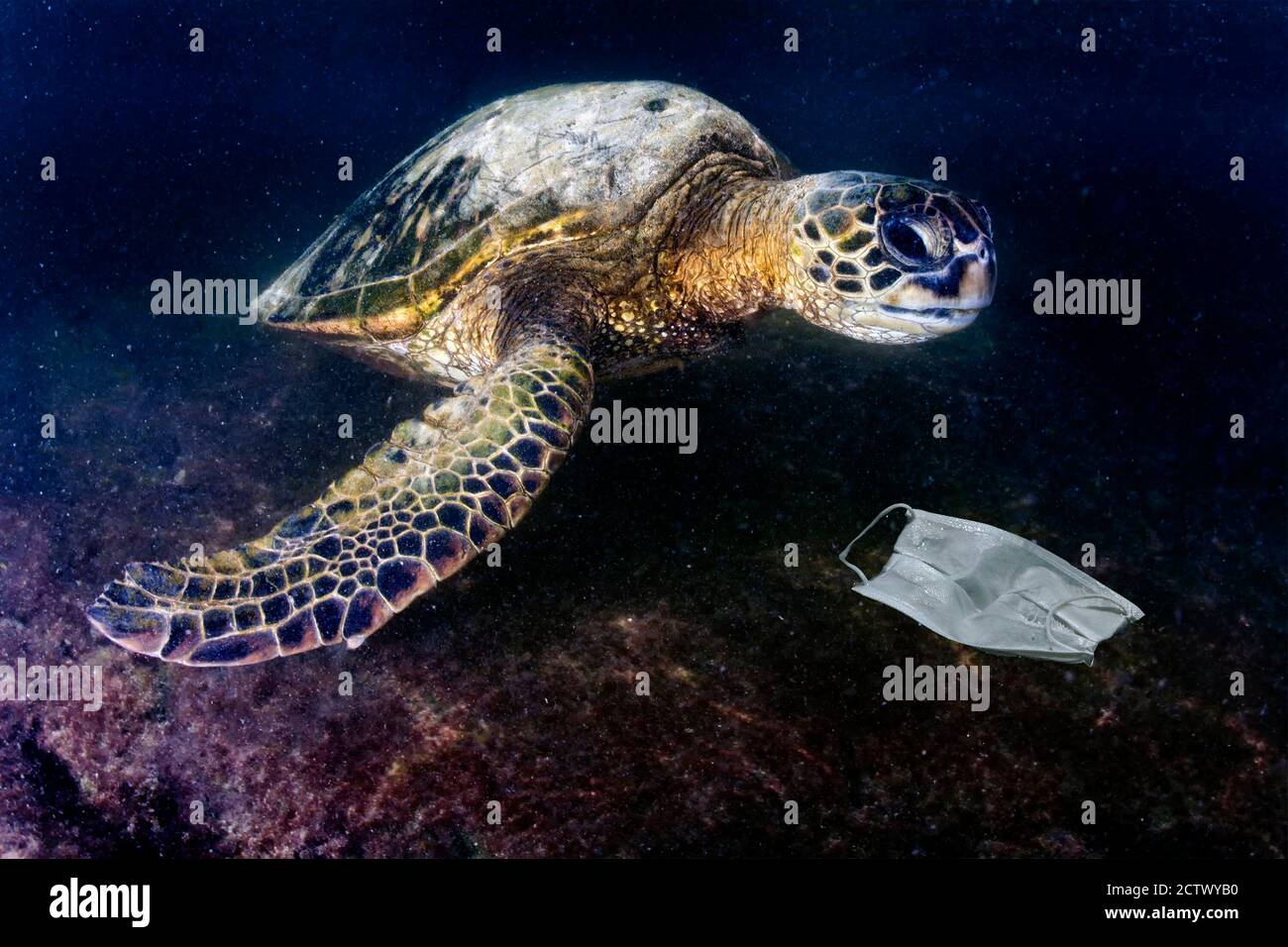 Grüne Schildkröte unter Wasser beim Essen eine covid Maske aufgegeben Blaues Meer in der Nähe des Strandes Stockfoto