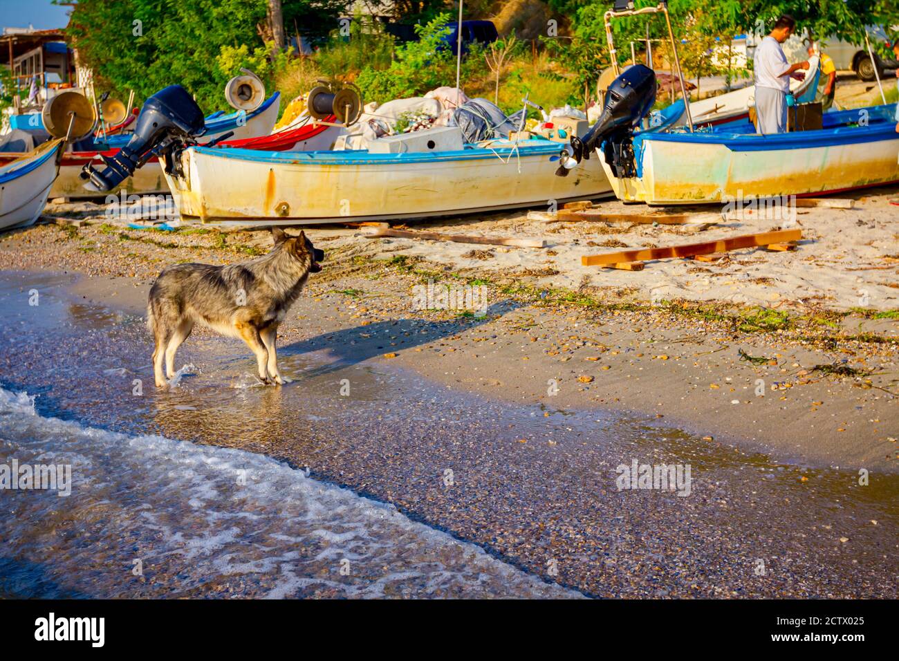 Der Hund läuft durch seichtes Meerwasser. Fischerboote sind trocken am Sandstrand angedockt. Stockfoto