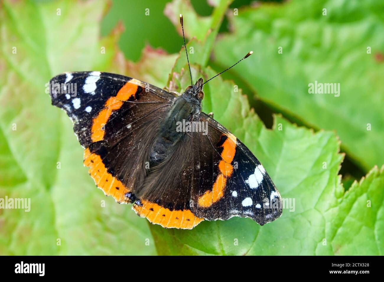 Vanessa atalanta, Rotadmiral Schmetterling auf Blatt sitzend Stockfoto