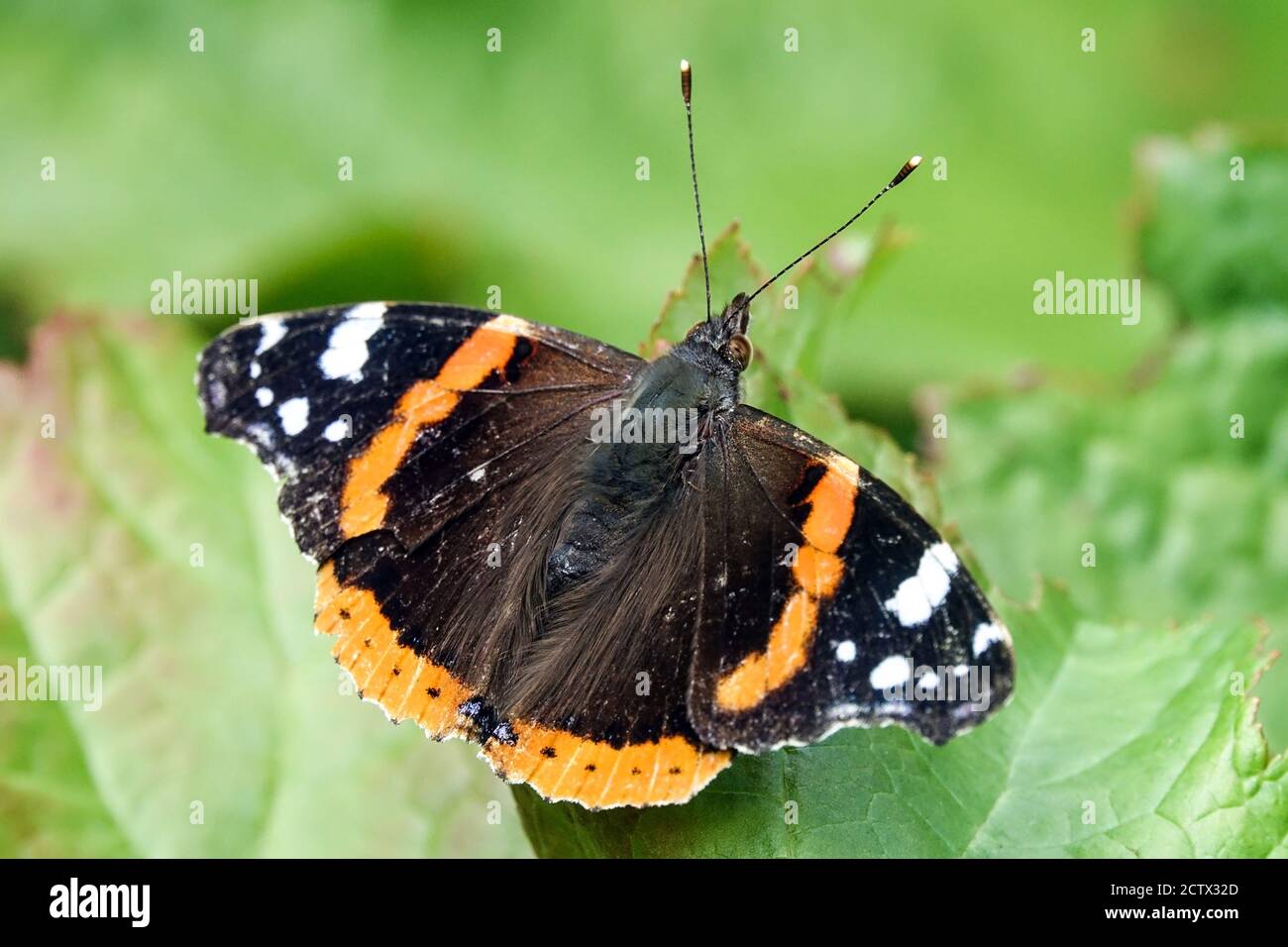 Vanessa atalanta Roter Admiral Schmetterling im Garten Insekt Vanessa Roter Admiral Schmetterling Garten Schmetterling sitzend auf Blatt der Pflanze Schmetterling Flügel offen Stockfoto