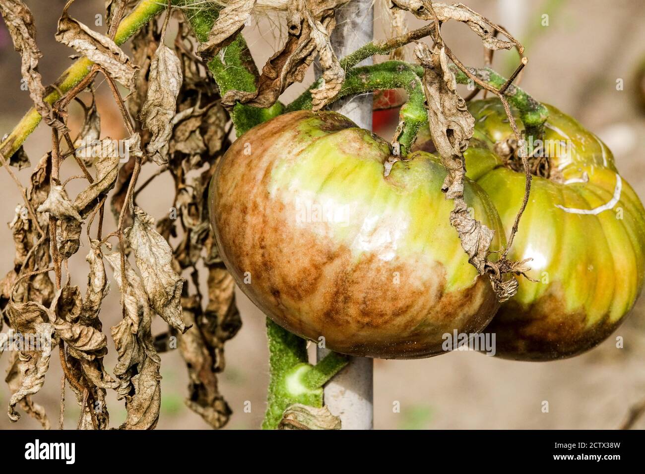 Phytophthora infestans Blight Tomatenpflanze infizierten Stamm ungesunde Pflanze Stockfoto