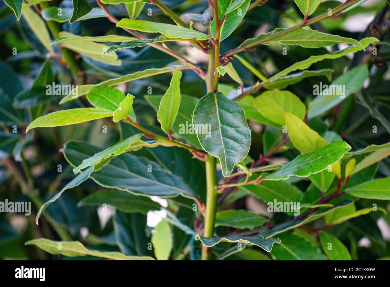 Leuchtend grüner Zweig von frischen Lorbeerblättern. Stockfoto