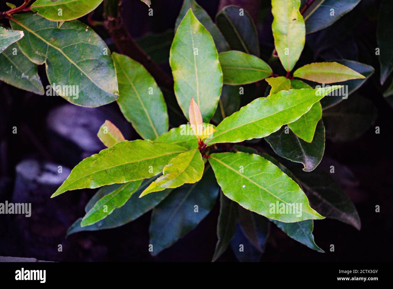 Leuchtend grüner Zweig von frischen Lorbeerblättern. Stockfoto