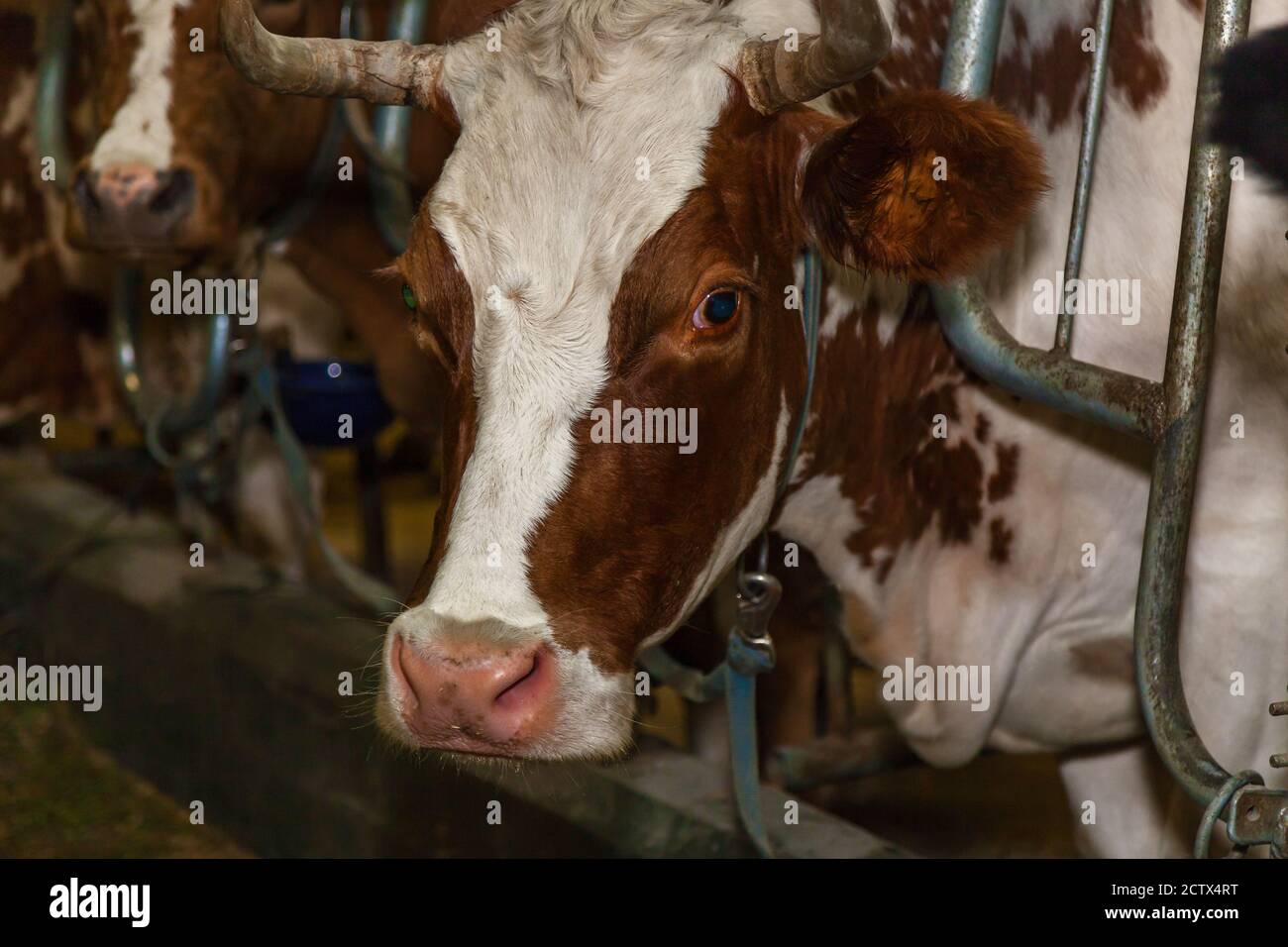 Ein Corral für Kühe in einer Öko-Farm. Öko-Bauernhof für die Produktion von Milchprodukten Milch, Käse, Quark, Sauerrahm und Butter. Stall für Kühe in Stockfoto