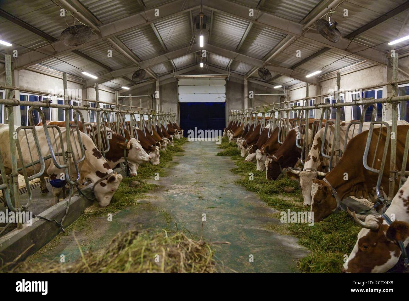 Ein Corral für Kühe in einer Öko-Farm. Öko-Bauernhof für die Produktion von Milchprodukten Milch, Käse, Quark, Sauerrahm und Butter. Stall für Kühe in Stockfoto