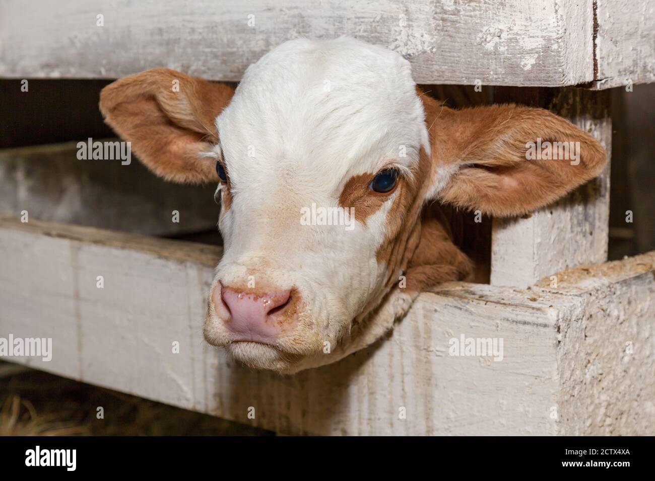 Ein Corral für Kühe in einer Öko-Farm. Öko-Bauernhof für die Produktion von Milchprodukten Milch, Käse, Quark, Sauerrahm und Butter. Stall für Kühe in Stockfoto