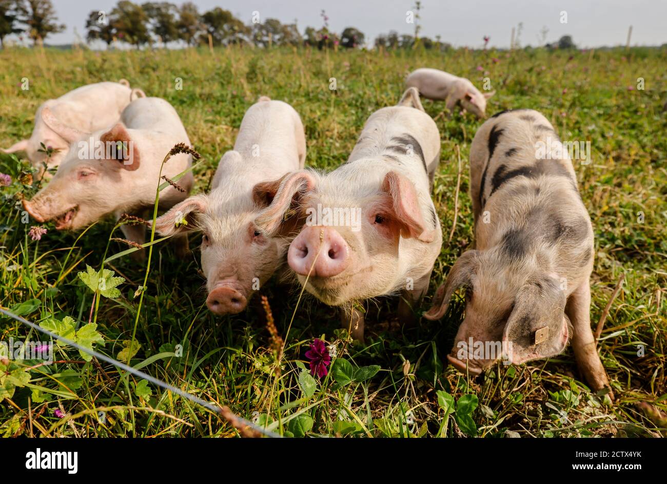 Kamp-Lintfort, Nordrhein-Westfalen, Deutschland - Bio-Landwirtschaft NRW, Bio-Schweine, Weideschweine, Outdoor-Schweine leben auf dem Bioland-Bauernhof Frohnenbruch A Stockfoto