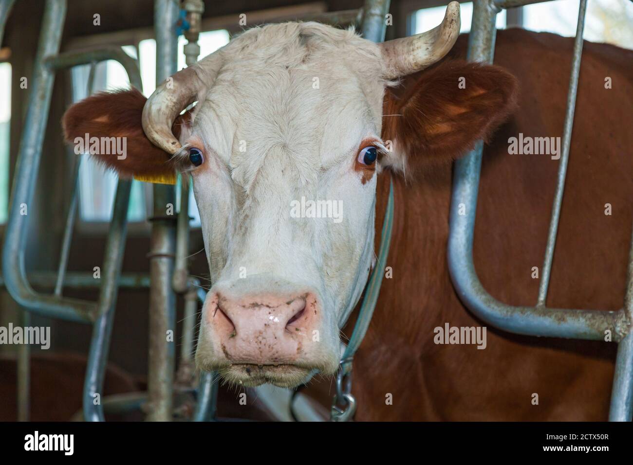 Ein Corral für Kühe in einer Öko-Farm. Öko-Bauernhof für die Produktion von Milchprodukten Milch, Käse, Quark, Sauerrahm und Butter. Stall für Kühe in Stockfoto