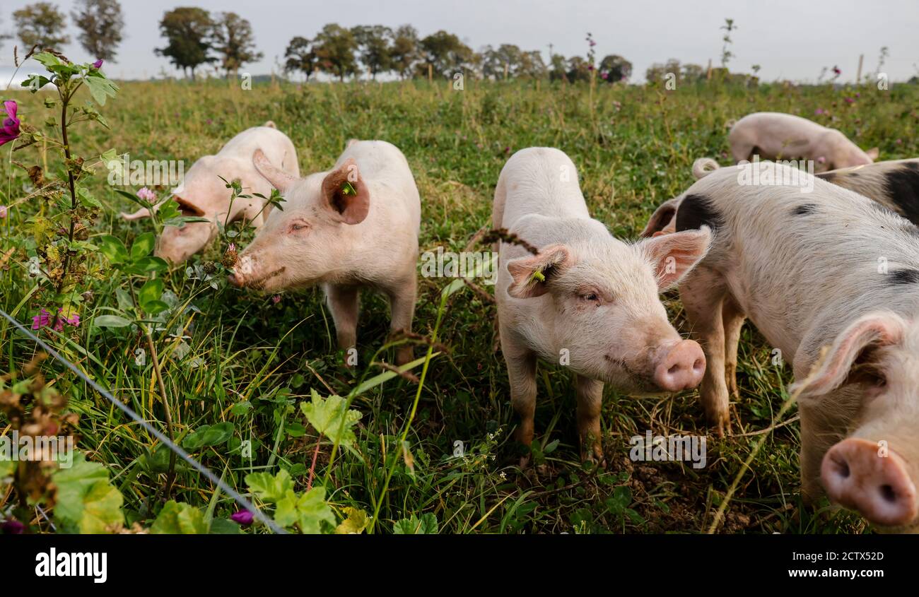 Kamp-Lintfort, Nordrhein-Westfalen, Deutschland - Bio-Landwirtschaft NRW, Bio-Schweine, Weideschweine, Outdoor-Schweine leben auf dem Bioland-Bauernhof Frohnenbruch A Stockfoto