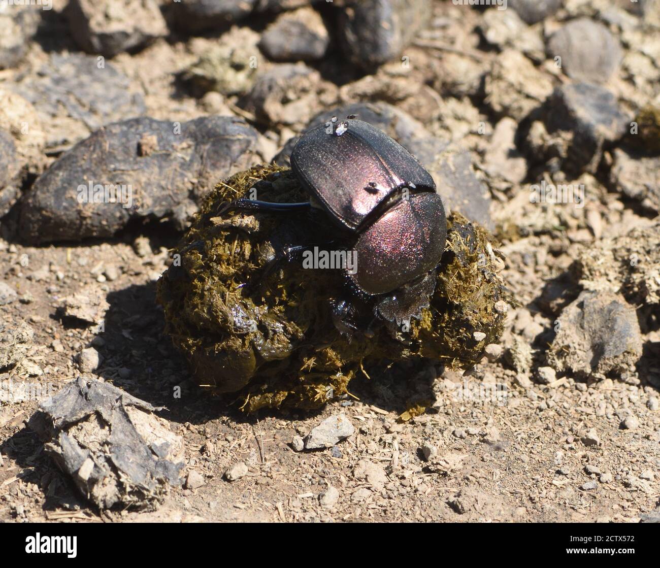 Ein Mistkäfer (Scarabaeus-Arten) brüllt eine sorgfältig gefertigte runde Kugel aus frischem Mist zu einem geeigneten Begräbnis, wo ein Weibchen ihre Eier legt. B Stockfoto