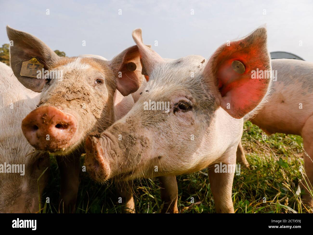 Kamp-Lintfort, Nordrhein-Westfalen, Deutschland - Bio-Landwirtschaft NRW, Bio-Schweine, Weideschweine, Outdoor-Schweine leben auf dem Bioland-Bauernhof Frohnenbruch A Stockfoto