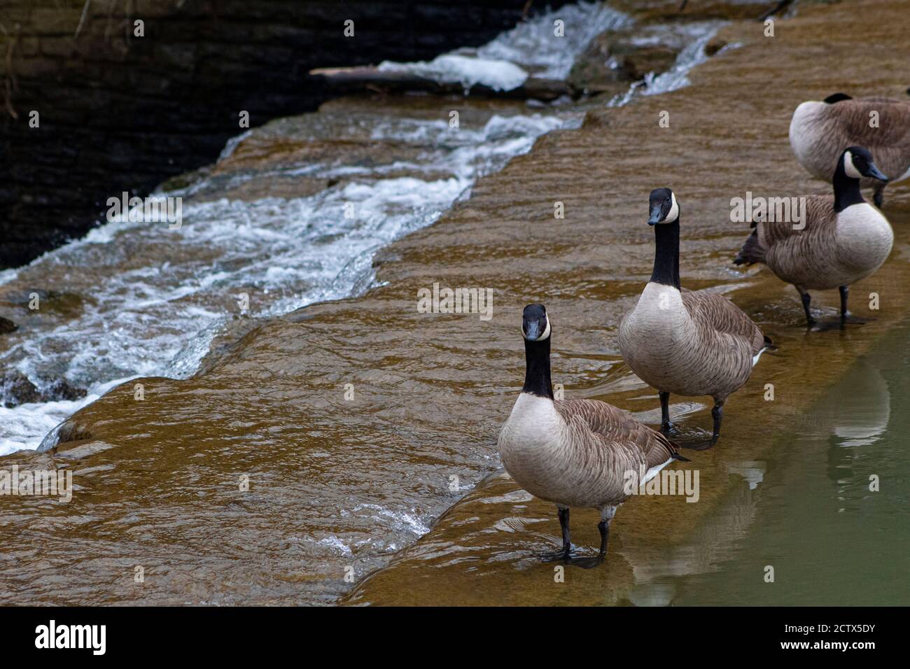 Eine Gruppe von vier Kanadagänsen, die ein Bad im Wasser neben einem Wasserfall nehmen. Stockfoto