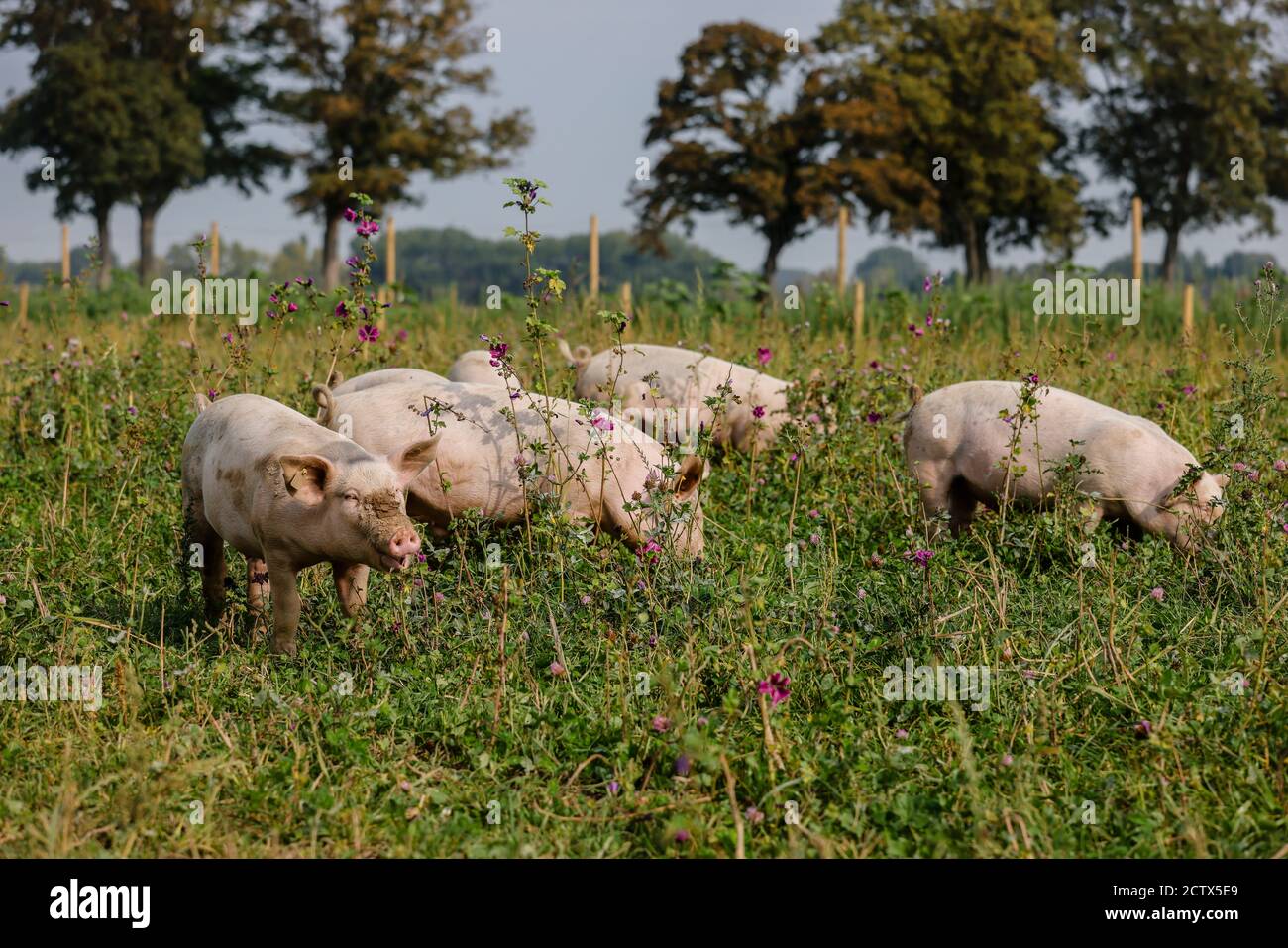 Kamp-Lintfort, Nordrhein-Westfalen, Deutschland - Bio-Landwirtschaft NRW, Bio-Schweine, Weideschweine, Outdoor-Schweine leben auf dem Bioland-Bauernhof Frohnenbruch A Stockfoto