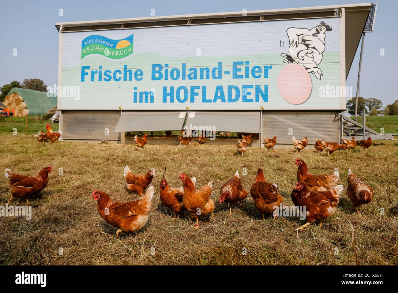 Kamp-Lintfort, Nordrhein-Westfalen, Deutschland - Bio-Landwirtschaft NRW, Bio-Hühner, Freilandhühner leben auf dem Bioland-Bauernhof Frohnenbruch alle Stockfoto