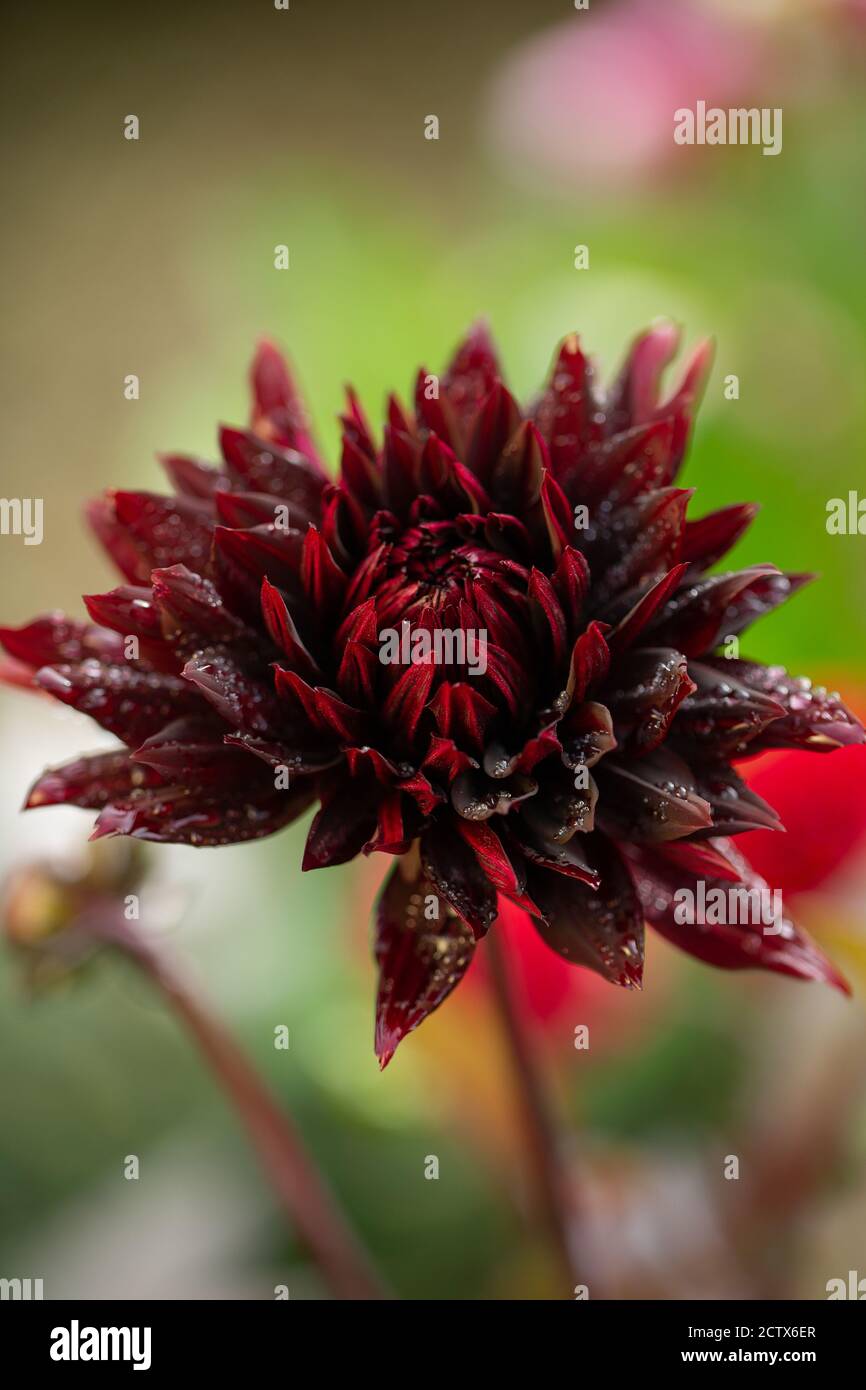 Dahlia Black Jack, ein tiefroter Kaktus Dahlia Stockfoto