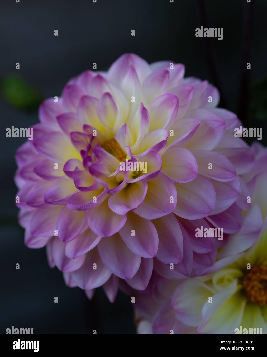 Dahlia Foxy Lady, eine wunderschöne Dahlia pinnata mit ihren violetten Blütenblättern und cremefarbenem Zentrum Stockfoto