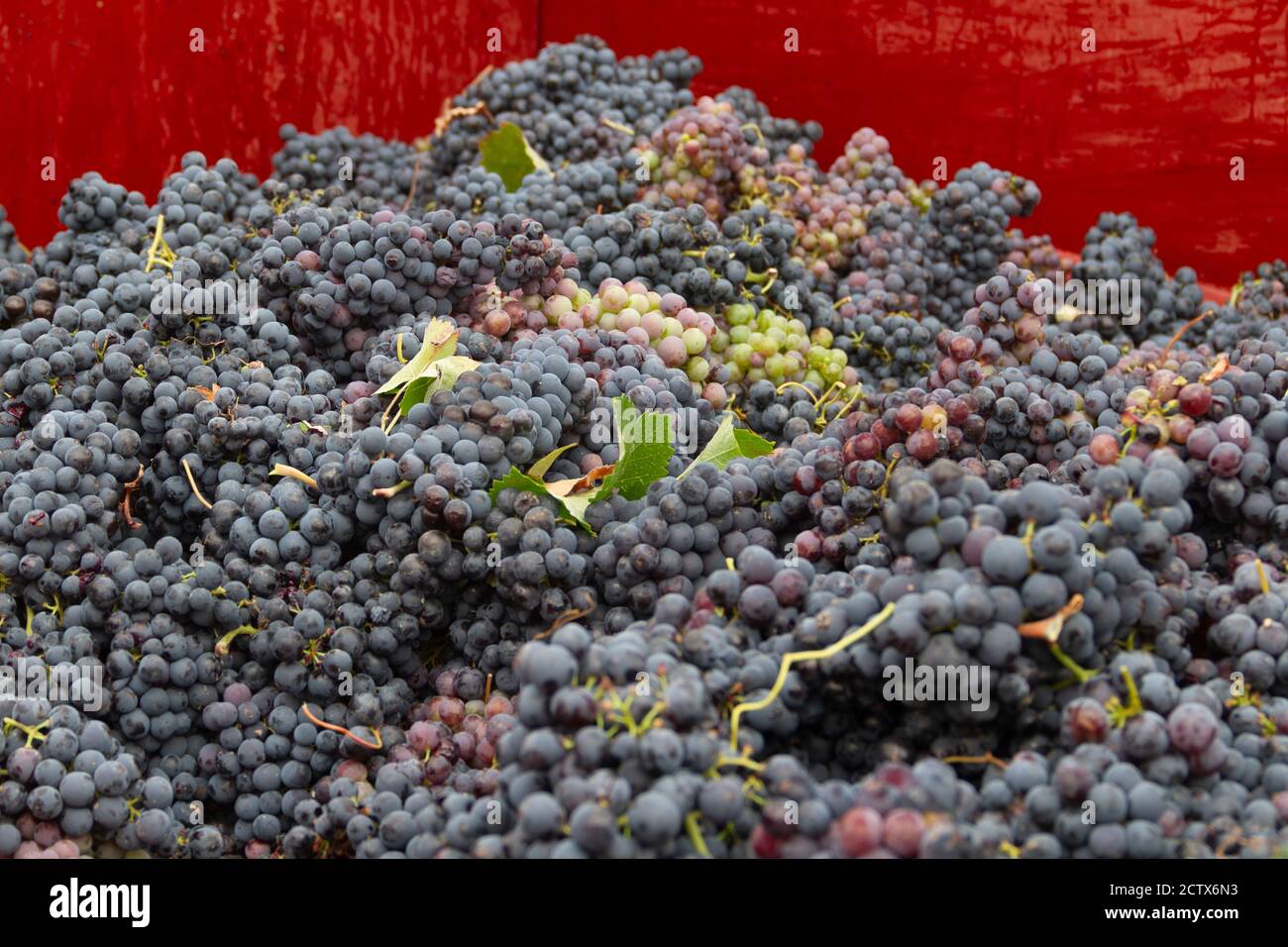 Trauben der Sorte Bobal frisch geerntet Das Weinanbaugebiet von Utiel-Requena in Spanien verladen auf die LKW, um es zum wi zu nehmen Stockfoto