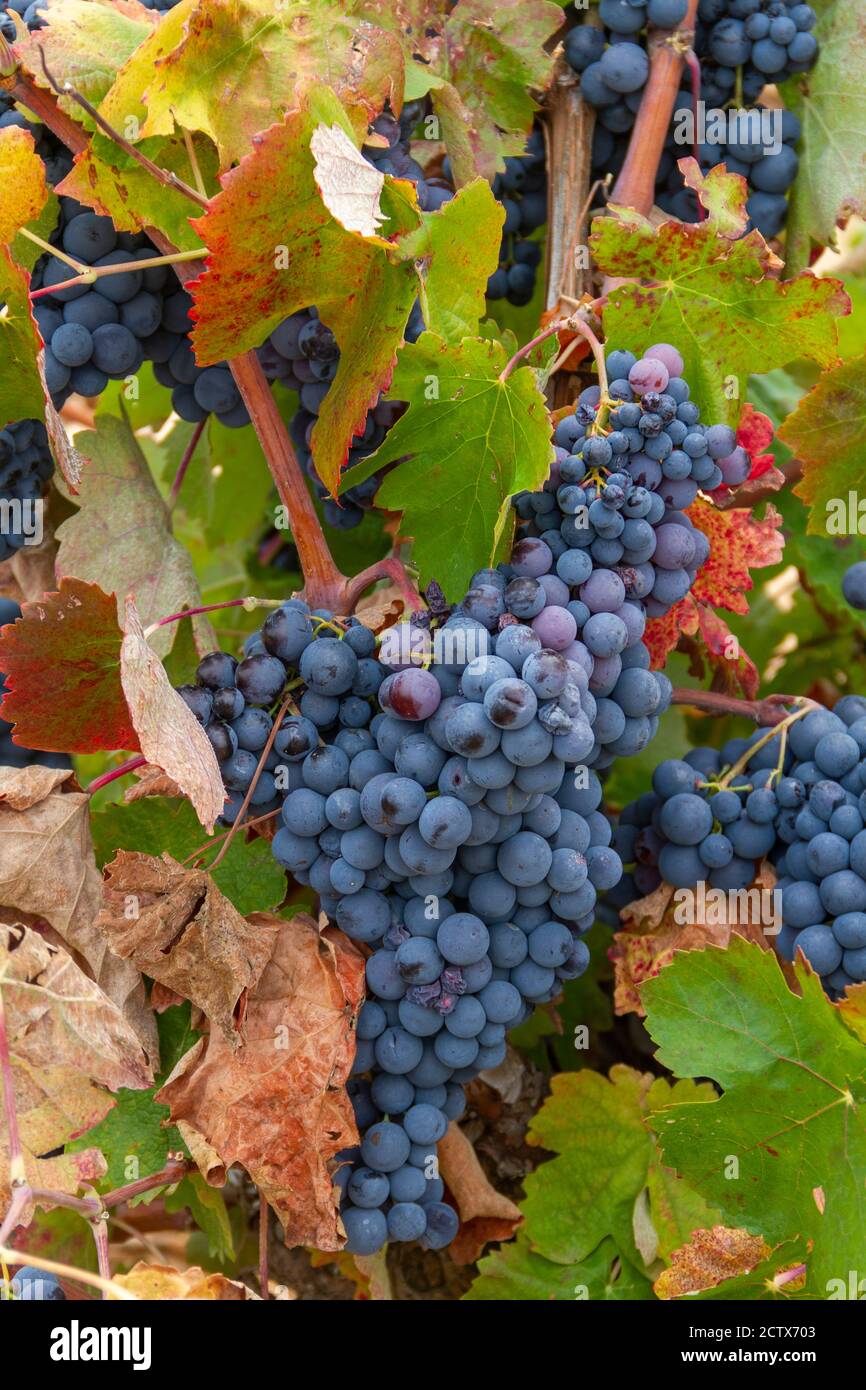 Schöne Traube der Bobal Sorte in einem Weinrebe aus dem Weinanbaugebiet von Utiel-Requena in Spanien Stockfoto