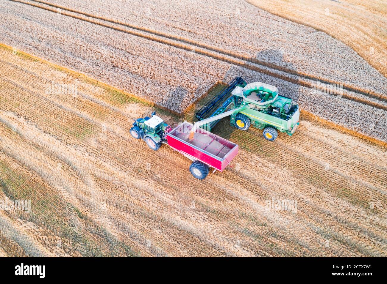 Ernte Weizen im Herbst Feld. Ein moderner Traktor steht direkt neben dem Mähdrescher und transportiert Weizenkorn. Luftaufnahme von oben Stockfoto