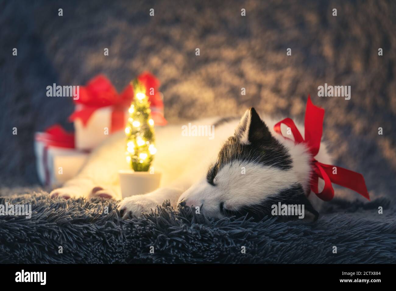 Ein kleiner weißer Hund Welpe Rasse sibirischen Husky mit roter Schleife und Geschenk-Boxen schlafen auf grauem Teppich. Perfektes Geburtstags- und Weihnachtsgeschenk für Ihr Kind Stockfoto