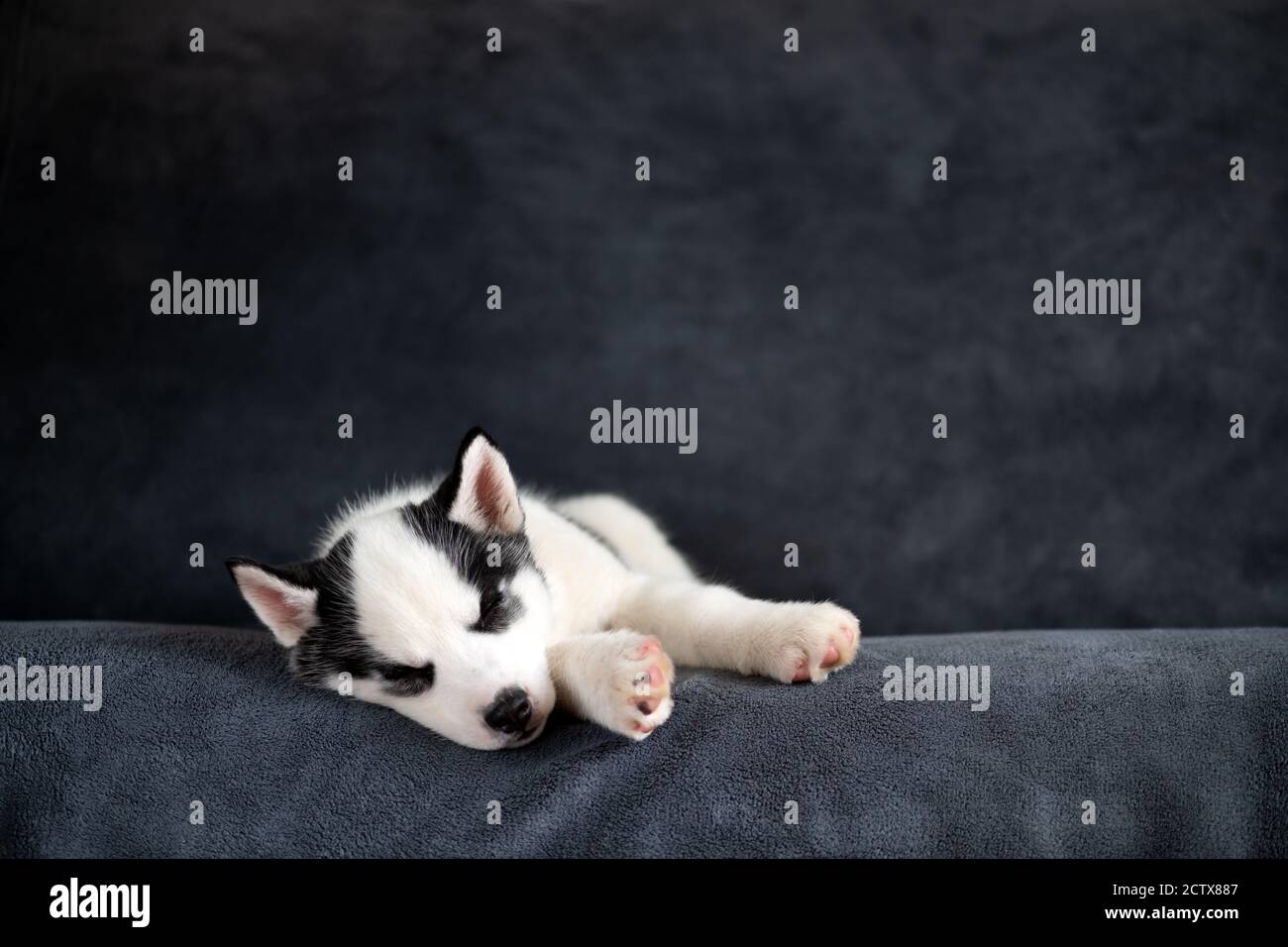 Ein kleiner weißer Hund Welpe Rasse sibirischen Husky mit schönen blauen Augen schlafen auf grauem Teppich. Hunde und Tierfotografie Stockfoto