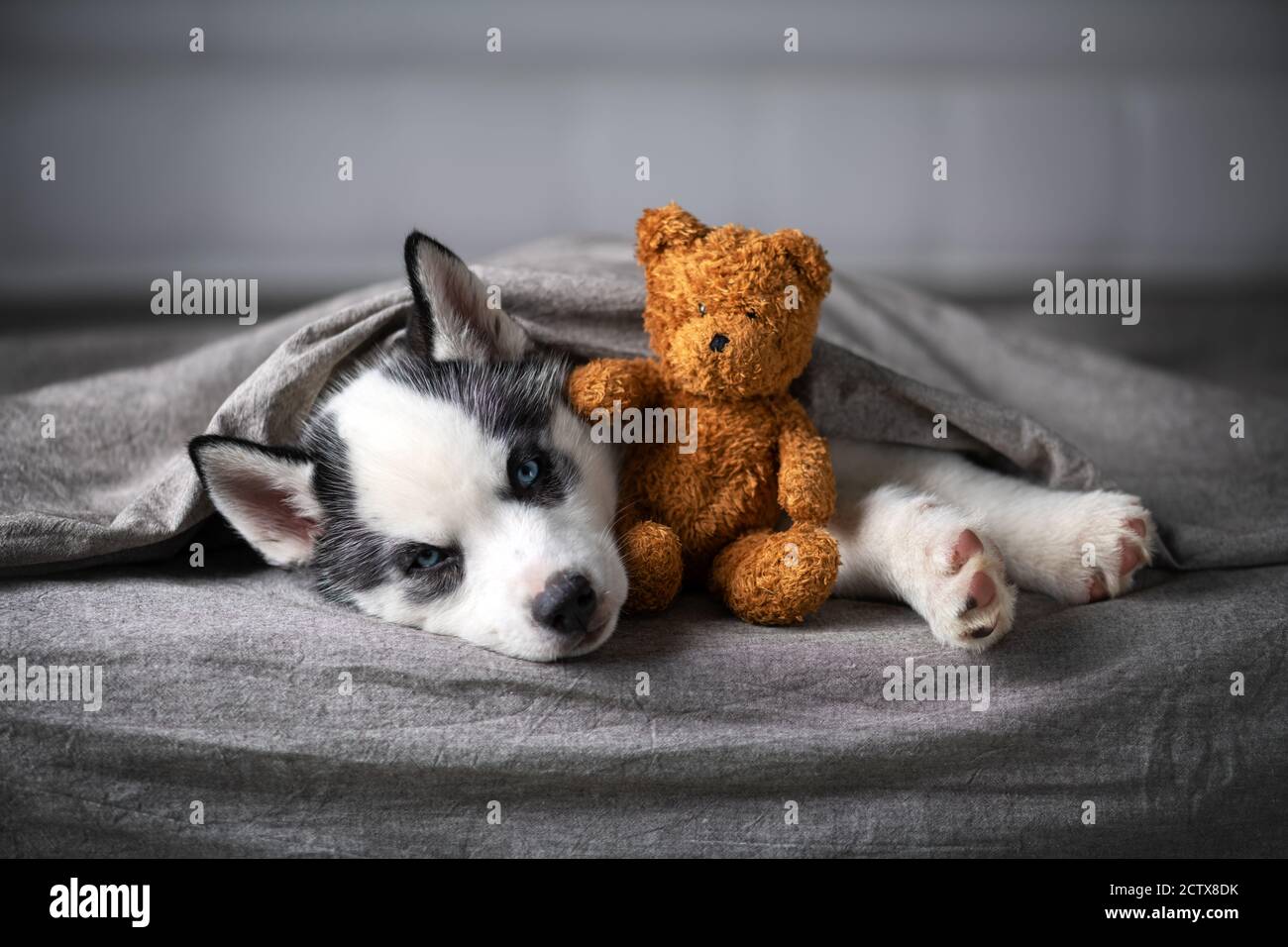 Ein kleiner weißer Hund Welpe Rasse sibirischen Husky mit schönen blauen Augen liegt auf grauem Teppich mit Bär Spielzeug. Hunde und Tierfotografie Stockfoto