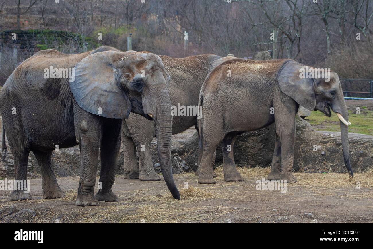 Drei Elefanten stehen und essen gemeinsam Heu an einem lustigen Tag im Zoo. Stockfoto