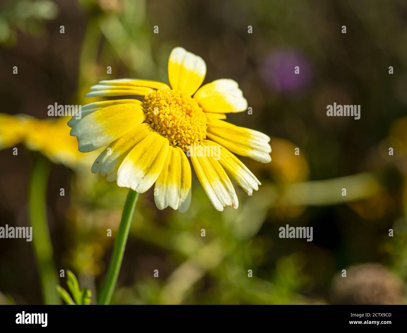 Hübsche kleine Blume mit gelben und weißen Blütenblättern, die Sonnenlicht fangen In einem Garten Stockfoto