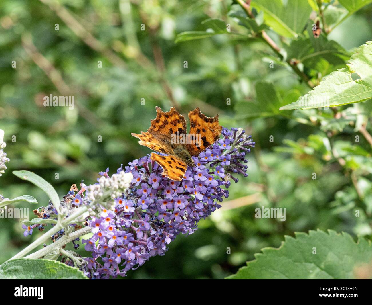 Ein Komma-Schmetterling (Polygonia c-Album) Ruhen mit offenen Flügeln auf einer Buddleia Blume Stockfoto