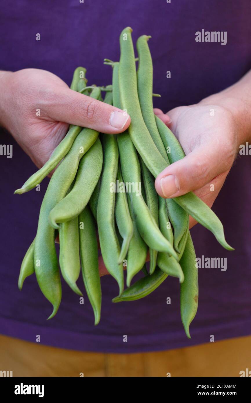 Phaseolus coccineus 'Firestorm'. Frisch gepflückte, selbst angebaute 'Firestorm'-Läuferbohnen in einem Küchengarten. VEREINIGTES KÖNIGREICH Stockfoto