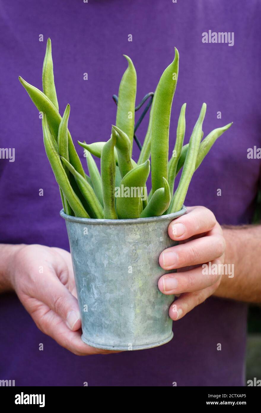 Phaseolus coccineus "Firestorm". Ein Mann hält frisch gepflückte, selbstgemachte "Firestorm"-Bohnen in einem Küchengarten. UK Stockfoto