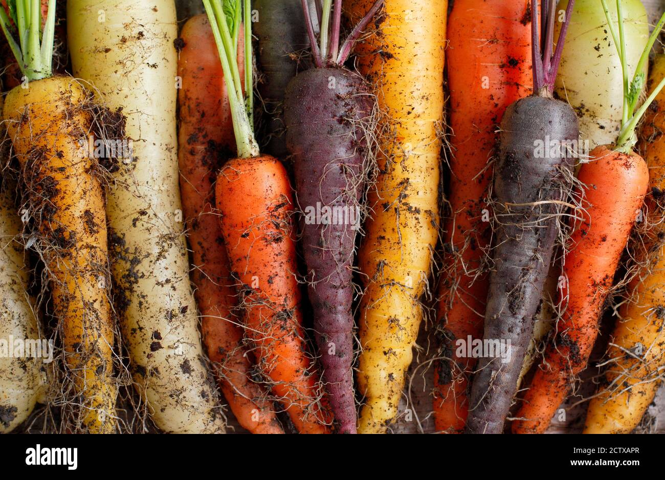 „Harlekin“-Karotten F1. Frisch aufgehobene, selbst gewachsene Regenbogen-Karottenmischung auf Gartentisch. VEREINIGTES KÖNIGREICH Stockfoto